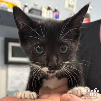Domestic Short Hair Cats Available for Adoption in Washington, District Of Columbia - Zippy | PetCurious