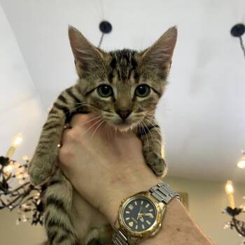 Uppa -  Domestic Short Hair Cat for Adoption in Chattanooga, Tennessee - Uppa | PetCurious