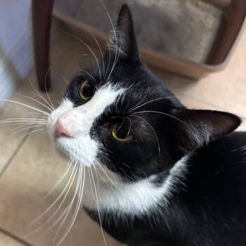 DeeDee -  Domestic Short Hair Cat for Adoption in Lakeland, Florida - DeeDee | PetCurious