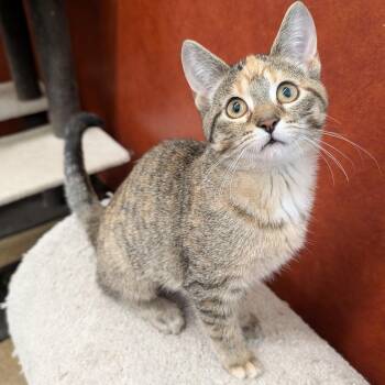 Onigiri -  Domestic Short Hair Cat for Adoption in Rochester, Minnesota - Onigiri | PetCurious