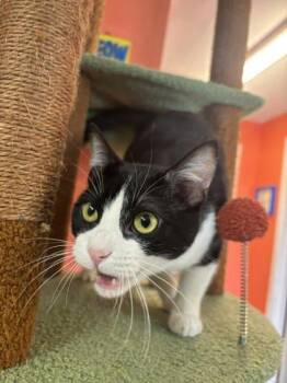 Domestic Short Hair Cats Available for Adoption in Scottsbluff, Nebraska - Ducky | PetCurious