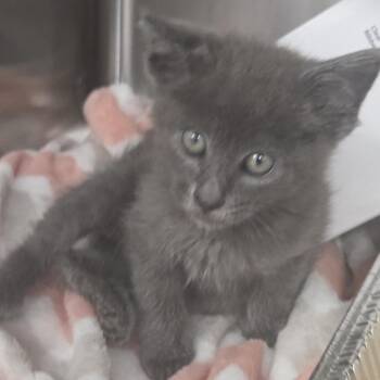 Pixel -  Domestic Short Hair Cat for Adoption in Snow Hill, North Carolina - Pixel | PetCurious