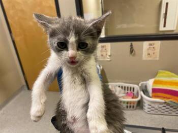 Domestic Medium Hair Cats Available for Adoption in Modesto, California - A609798 | PetCurious