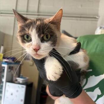 Vespera -  Domestic Short Hair Cat for Adoption in Huntington, West Virginia - Vespera | PetCurious