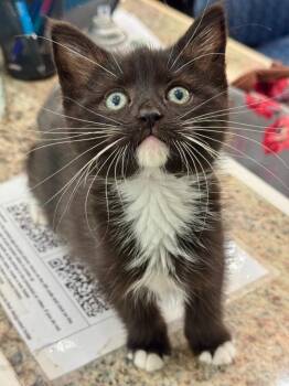 Turkey -  Domestic Medium Hair Cat for Adoption in Danielsville, Georgia - Turkey | PetCurious