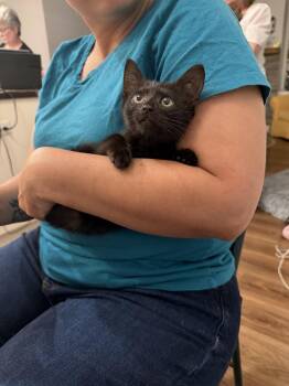 Kenji (available for pre-adoption) -  Domestic Short Hair Cat Available for Adoption in Camden, South Carolina - Kenji (available For Pre-adoption) | PetCurious