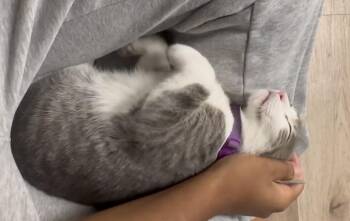 Fava 2 -  Domestic Short Hair Cat for Adoption in Tucson, Arizona - Fava 2 | PetCurious