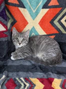 7129 (Angus) -  Domestic Short Hair Cat for Adoption in Lake City, Michigan - 7129 (Angus) | PetCurious