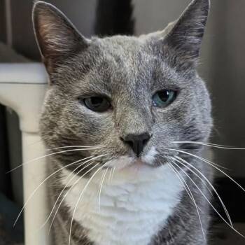 Alice Cooper -  Domestic Short Hair Cat for Adoption in West Jefferson, Ohio - Alice Cooper | PetCurious