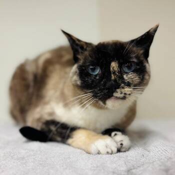 Jasmine Duval -  Domestic Short Hair Cat for Adoption in Woodbury, New Jersey - Jasmine Duval | PetCurious