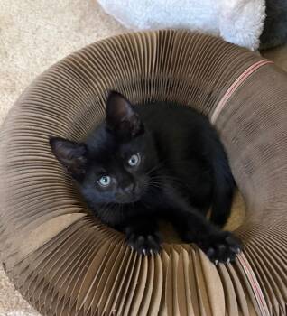 Gomez -  Bombay and Domestic Short Hair Cat for Adoption in San Juan Capistrano, California - Gomez | PetCurious