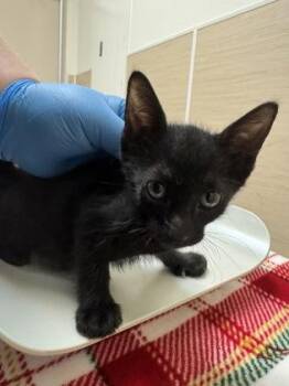 Inka -  Domestic Short Hair Cat for Adoption in Honolulu, Hawaii - Inka | PetCurious