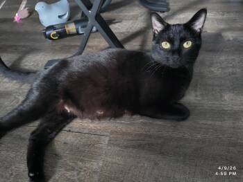 Domestic Short Hair Cats Available for Adoption in Herndon, Virginia - Jenga | PetCurious