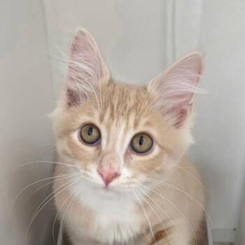 Nathan Lee -  Domestic Short Hair Cat for Adoption in Cumming, Georgia - Nathan Lee | PetCurious