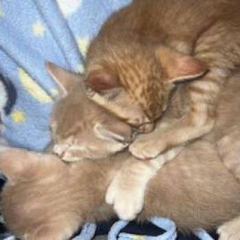 Domestic Short Hair Cats Available for Adoption in San Antonio, Texas - Moe | PetCurious