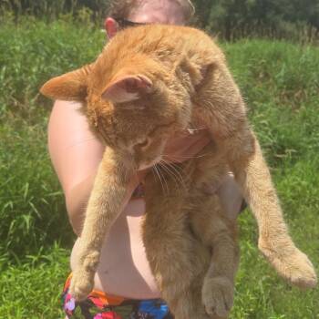 Phil FOUND -  American Shorthair Cat for Adoption in Rochester, Minnesota - Phil FOUND | PetCurious