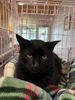 Black Ice -  Domestic Short Hair Cat for Adoption in Cincinnati, Ohio - Black Ice | PetCurious