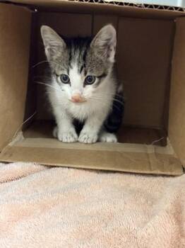 Walmart -  Domestic Short Hair Cat for Adoption in Memphis, Tennessee - Walmart | PetCurious