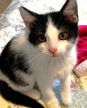 Laurel -  Domestic Short Hair Cat for Adoption in Lenexa, Kansas - Laurel | PetCurious