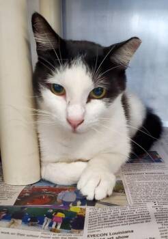 Domestic Short Hair Cats Available for Adoption in Denham Springs, Louisiana - Regina | PetCurious