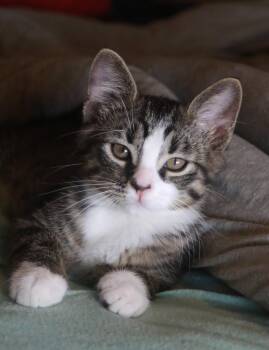 Jagger -  Tabby and Domestic Medium Hair Cat for Adoption in Skyline, Minnesota - Jagger | PetCurious