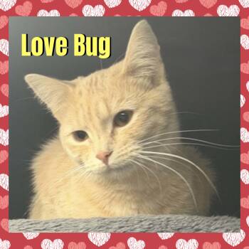 Love Bug -  Domestic Short Hair Cat for Adoption in Red Lodge, Montana - Love Bug | PetCurious