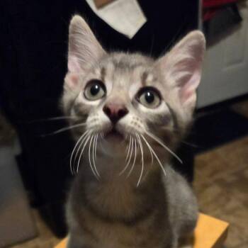 Tiny -  Domestic Short Hair Cat for Adoption in Dallas, Texas - Tiny | PetCurious