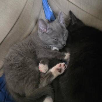 Alp 53871 -  Domestic Short Hair Cat for Adoption in Las Vegas, Nevada - Alp 53871 | PetCurious