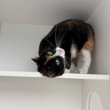 Peanut Butter -  Domestic Short Hair Cat for Adoption in Philadelphia, Pennsylvania - Peanut Butter | PetCurious