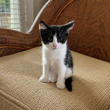 Tangy -  Domestic Short Hair Cat for Adoption in Jupiter, Florida - Tangy | PetCurious