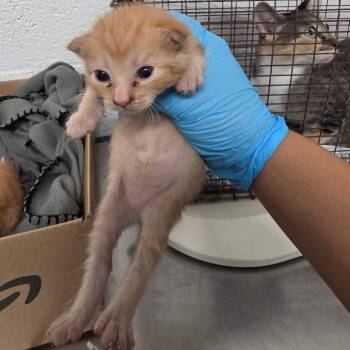 Aaliyah -  Domestic Short Hair Cat for Adoption in Edinburg, Texas - Aaliyah | PetCurious
