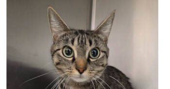 Rescue Domestic Short Hair Cats for Adoption in Salmon, Idaho - Mortica | PetCurious