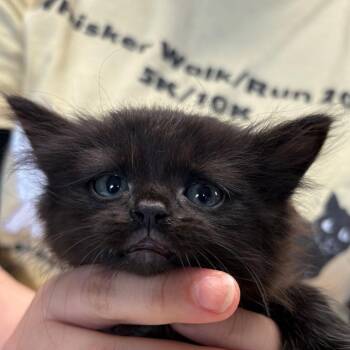 Plover -  Domestic Medium Hair Cat for Adoption in Mt. Juliet, Tennessee - Plover | PetCurious
