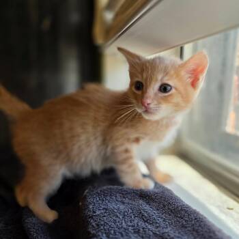 Domestic Short Hair Cats Available for Adoption in Fort Worth, Texas - Blaze | PetCurious