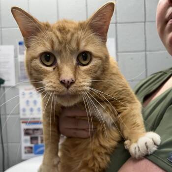 Domestic Short Hair Cats Available for Adoption in West Olive, Michigan - Molecule | PetCurious