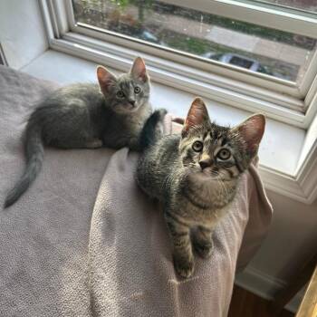 Domestic Short Hair Cats Available for Adoption in Chicago, Illinois - Mabel (bonded With Oliver) | PetCurious