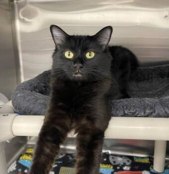 Rescue Domestic Medium Hair Cats for Adoption in Webster, Massachusetts - Shadow | PetCurious