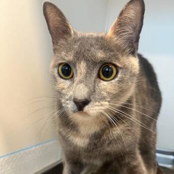 Domestic Short Hair Cats Available for Adoption - Momo (ID 49715/4334) | PetCurious