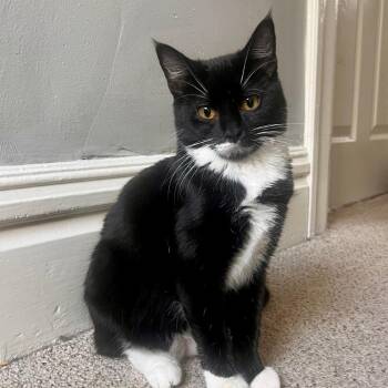 Domestic Short Hair Cats Available for Adoption - Skittles | PetCurious