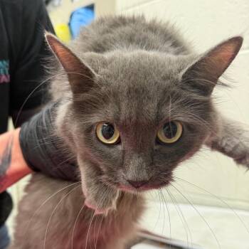 Chloe -  Domestic Medium Hair Cat for Adoption in Murray, Utah - Chloe | PetCurious