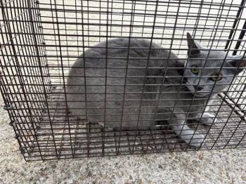 Domestic Short Hair Cats Available for Adoption in Houston, Texas - A654558 | PetCurious