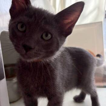 Phil Collins -  Domestic Short Hair Cat for Adoption in Los Angeles, California - Phil Collins | PetCurious