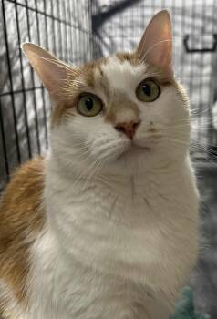 Rescue Domestic Medium Hair Cats for Adoption in Westfield, Massachusetts - Georgie & Rhonda  Bonded Pair | PetCurious