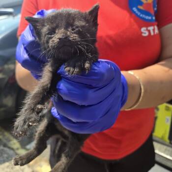 Lyanna -  Domestic Short Hair Cat for Adoption in Newark, New Jersey - Lyanna | PetCurious