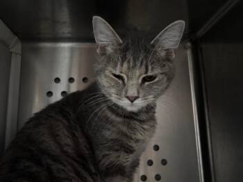 Dilute Tortoiseshell Cats Available for Adoption - Leila | PetCurious