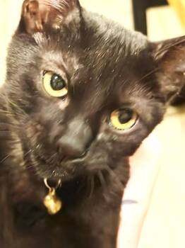 Peter Pan (BC) -  American Shorthair Cat for Adoption in Schertz, Texas - Peter Pan (BC) | PetCurious