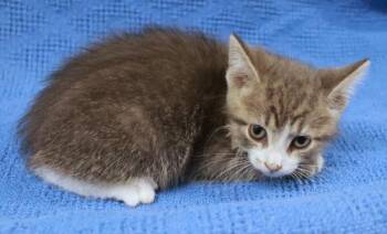 Sprig -  Domestic Short Hair Cat for Adoption in Thief River Falls, Minnesota - Sprig | PetCurious