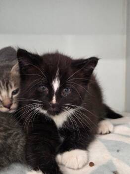 Frankie -  Domestic Short Hair Cat for Adoption in Lunenburg, Vermont - Frankie | PetCurious