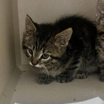 Violet -  Domestic Short Hair Cat for Adoption in Durango, Colorado - Violet | PetCurious