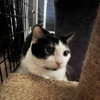 Domestic Short Hair Cats Available for Adoption - Ebony 0395 | PetCurious